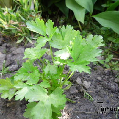 Platte peterselie - Petroselinum crispum var. neapolitanum