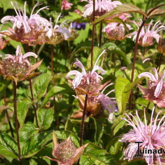 Monarda bradburiana