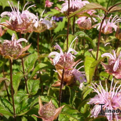 Bergamotplant - Monarda bradburiana