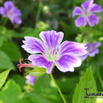 Geranium nodosum 'Whiteleaf' - Ooievaarsbek