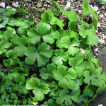 Hepatica transsylvanica 'Buis' - Leverbloempje