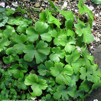 Hepatica transsylvanica 'Buis'