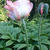 Papaver orientale 'China Boy'