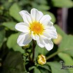 Dahlia 'Topmix White' - Dahlia