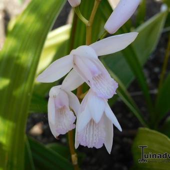 Bletilla striata 'Alba'