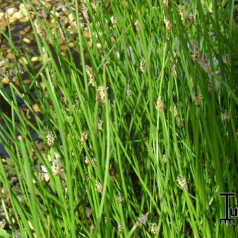 Equisetum scirpoides