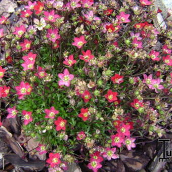 Saxifraga x arendsii 'TOURAN Scarlet'