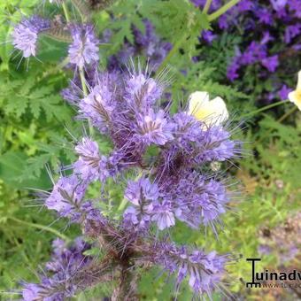 Phacelia tanacetifolia