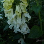 Digitalis purpurea f. albiflora 'Anne Redetzky' - Dwergvingerhoedskruid