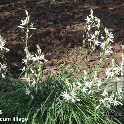 Graslelie - Anthericum liliago