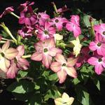 Nicotiana x sanderae 'Sensation Mix' - Siertabak