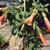 Brugmansia 'Cordata Red'