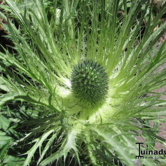 Eryngium alpinum