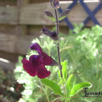 Salvia 'Nachtvlinder'