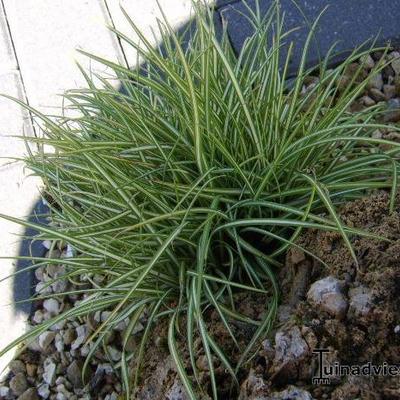 Zegge - Carex oshimensis 'Evergold'