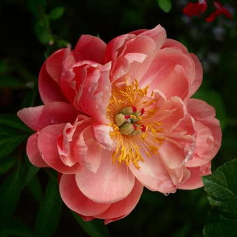 Paeonia 'Coral Charm'