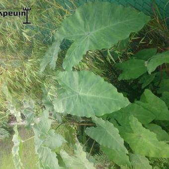 Colocasia esculenta 'Black Magic'