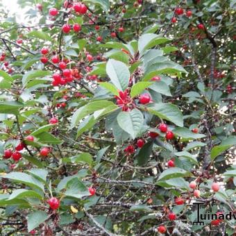 Prunus cerasus