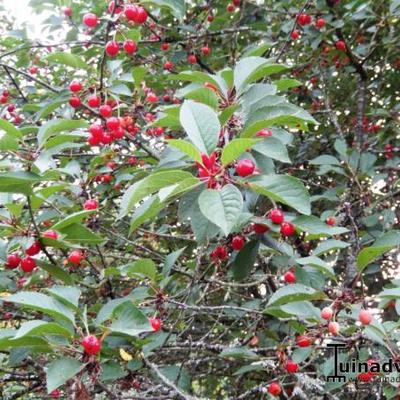 Kriekenboom, Zure kers - Prunus cerasus