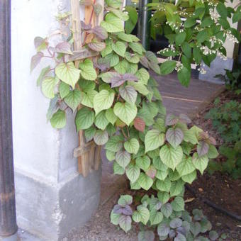 Schizophragma hydrangeoides var. concolor 'Moonlight'