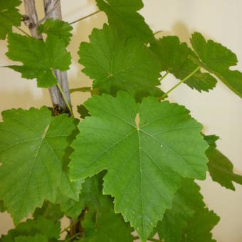 Vitis vinifera 'Suzi'