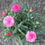 Dianthus  caryophyllus SUNFLOR 'Pink Campari' - Anjer, potanjer