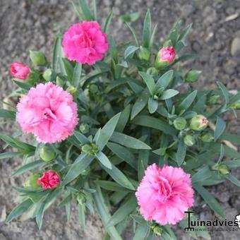 Dianthus  caryophyllus SUNFLOR 'Pink Campari'