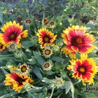 Gaillardia aristata 'Arizona Sun'