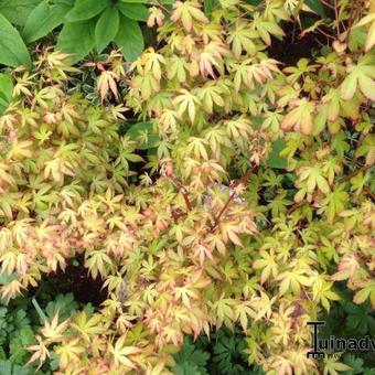 Acer palmatum 'Katsura'