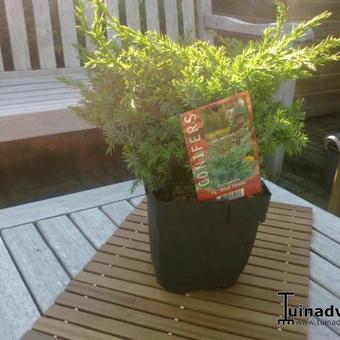 Juniperus squamata 'Blue Swede'