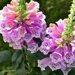 Digitalis purpurea 'Sweet Dreams' - Vingerhoedskruid