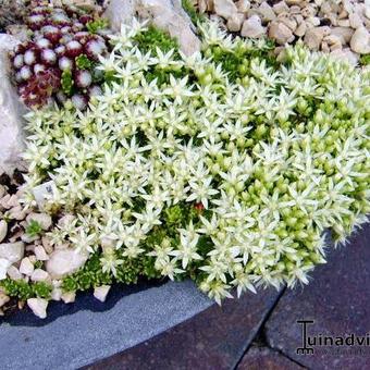 Sedum trollii