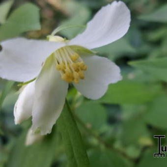 Philadelphus 'Lemoinei'