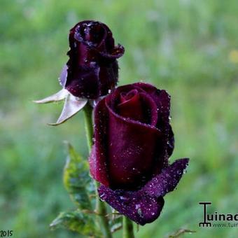 Rosa 'Black Baccara'