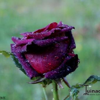 Rosa 'Black Baccara'