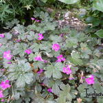 Geranium 'Tanya Rendall' - Ooievaarsbek