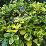 Ilex x altaclerensis  'Golden King' - Goudbonte hulst