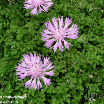 Centaurea simplicicaulis