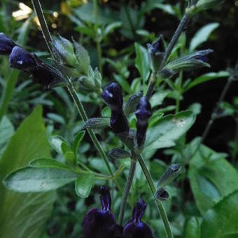 Salvia 'Nachtvlinder'