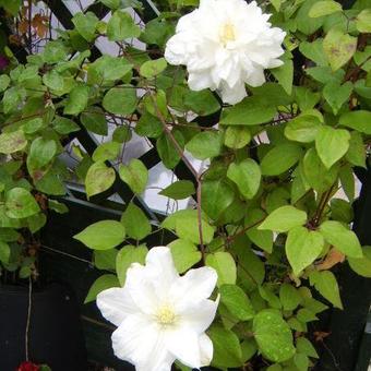 Clematis 'Sylvia Denny'