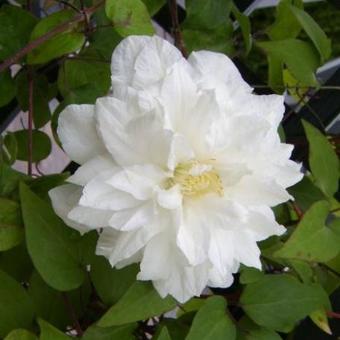 Clematis 'Sylvia Denny'