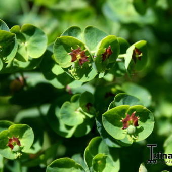 Euphorbia x martinii 'Baby Charm'