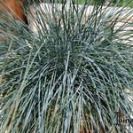 Festuca glauca 'Compact Blue' - Zwenkgras