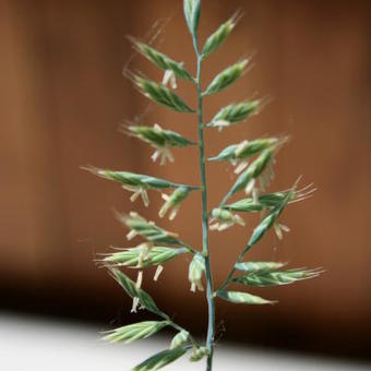 Festuca glauca 'Compact Blue'