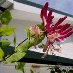 Lonicera x heckrottii 'American Beauty' - Kamperfoelie