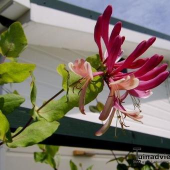 Lonicera x heckrottii 'American Beauty'