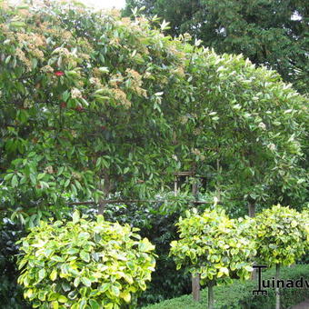 Photinia x fraseri 'Red Robin'