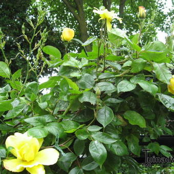 Rosa 'Golden Showers'