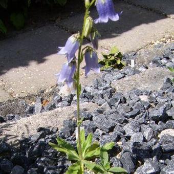 Campanula barbata