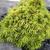 Cryptomeria japonica 'Tenzan'